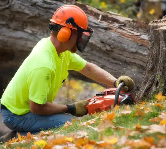 tree services Ansonia